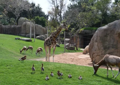 Bioparc – Dierentuin in het Turiapark