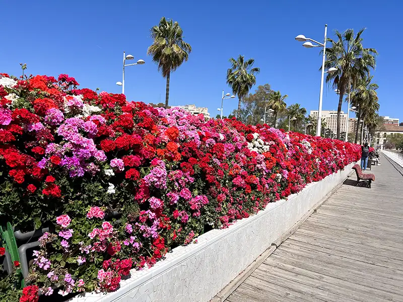 El sueno de Manuela